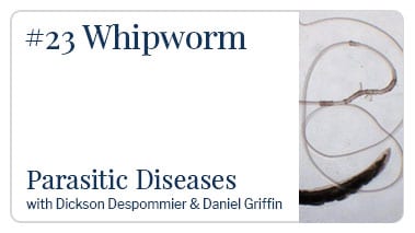 Whipworm