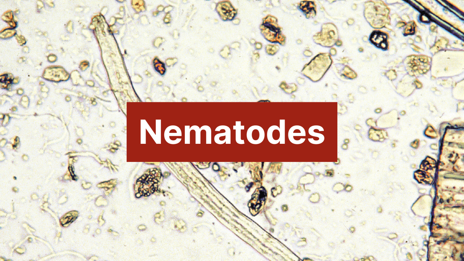 Parasite Course All Courses | Parasites without Borders