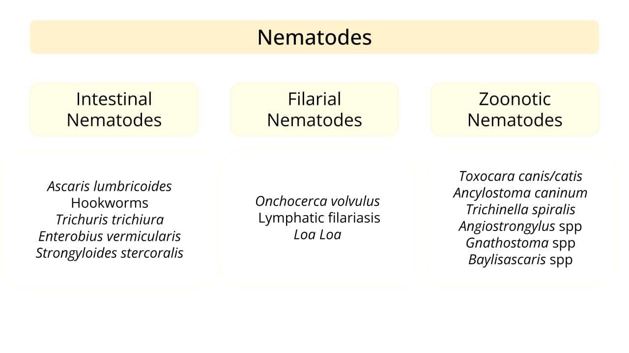 Nosode Classification Nematodes 101 | Parasites without Borders