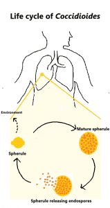 TMC. Coccidiodomycosis diagram