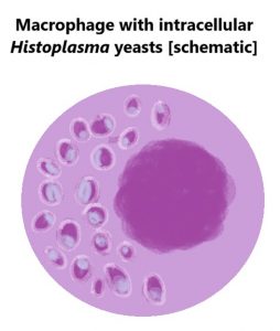 TMC. Macrophage with intracellular Histoplasma yeasts schematic