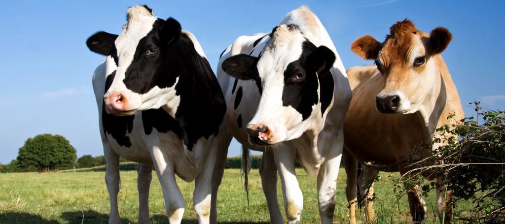 Three dairy cows standing in open field together