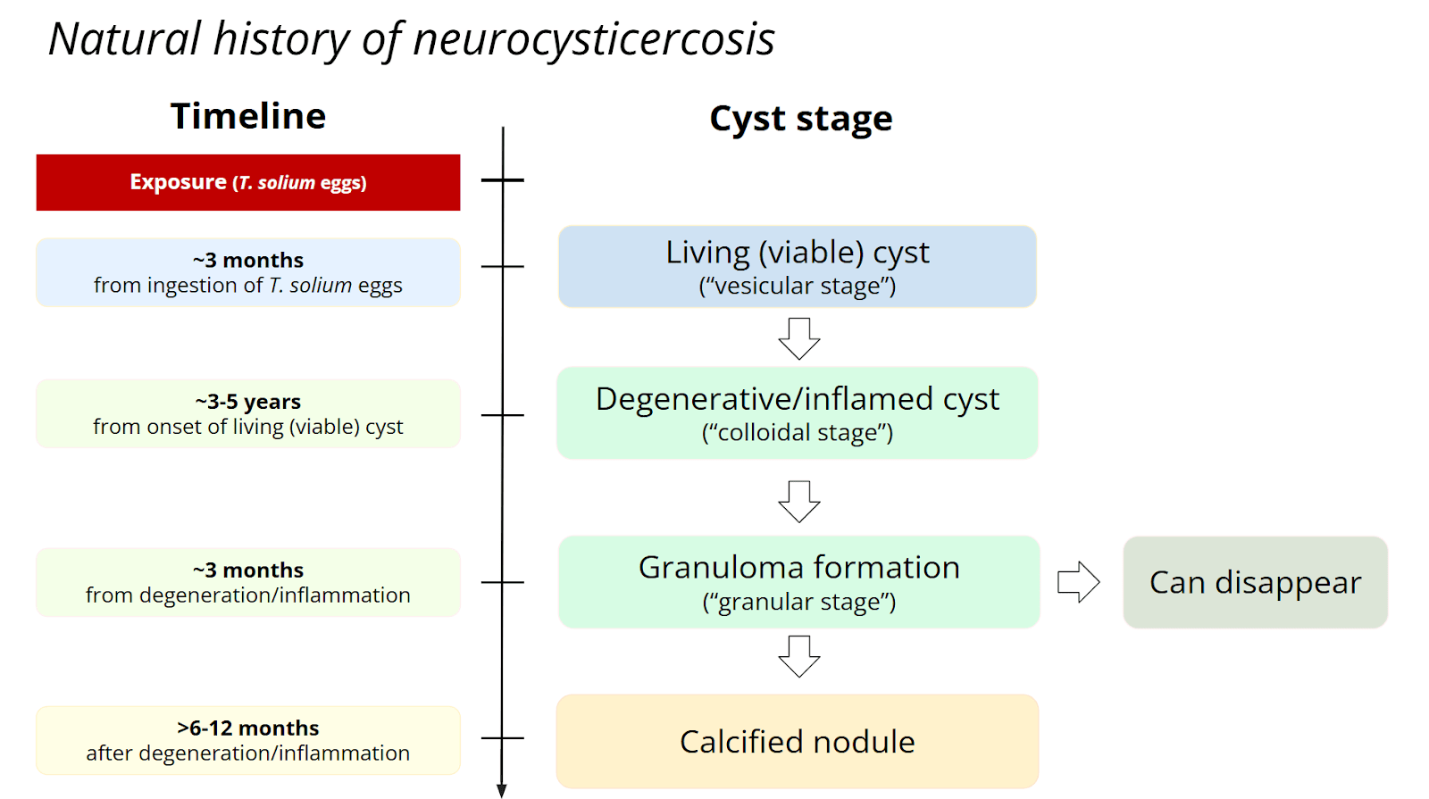 Timeline chart displaying the natural history of neurocysticercosis
