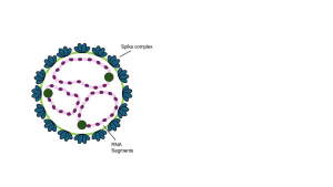 Figure 1. Hantavirus structure
