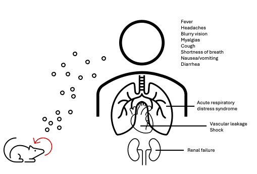 Figure 3. Transmission and symptoms