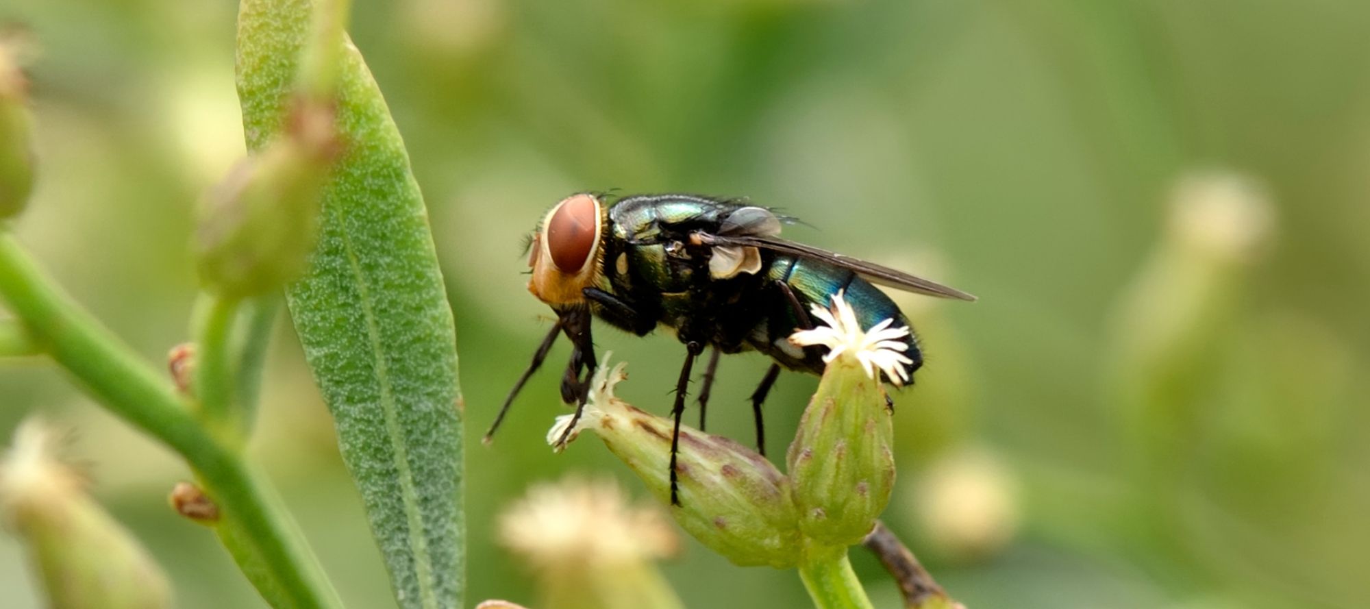 Cochliomyia hominivorax, the New World screwworm fly