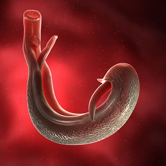 3d rendered medically accurate illustration of a schistosoma